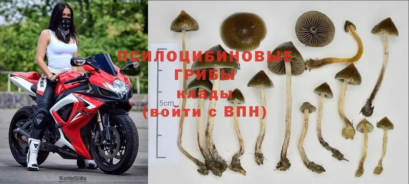 Псилоцибиновые грибы Psilocybe  mega зеркало  Знаменск  даркнет сайт 